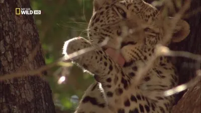Леопарды дельты Окаванго / Leopards of Dead Tree Island (2010) HDTV 1080i
