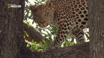 Леопарды дельты Окаванго / Leopards of Dead Tree Island (2010) HDTV 1080i