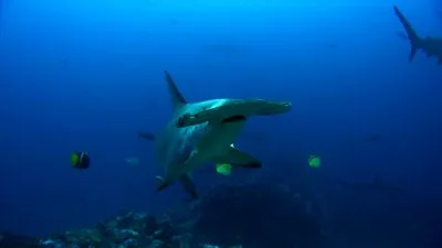 Специальный выпуск: Пути акулы-молота / National Geographic Special: Hammerhead Highway (2008) BDRip 720p