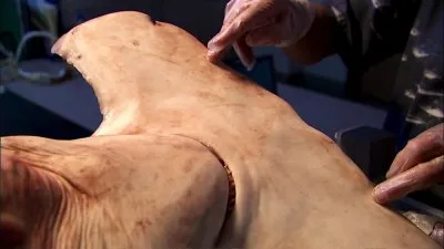 Специальный выпуск: Пути акулы-молота / National Geographic Special: Hammerhead Highway (2008) BDRip 720p