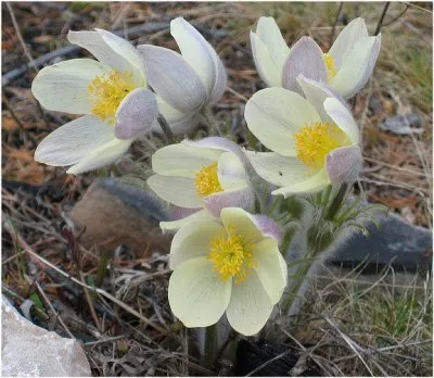 Весенний этюд