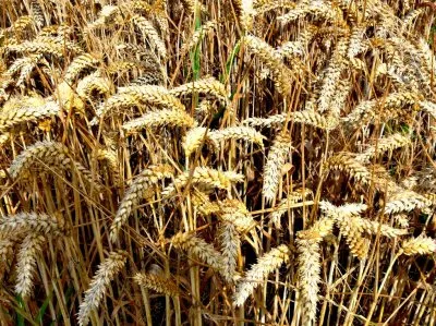 Фермеры на грани голодания