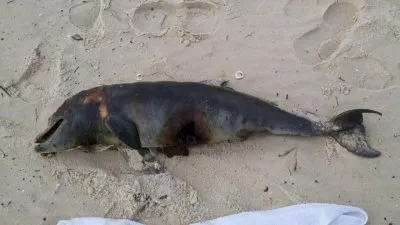 Мексиканский залив: Письмо в Управляющий комитет по искам к ВР