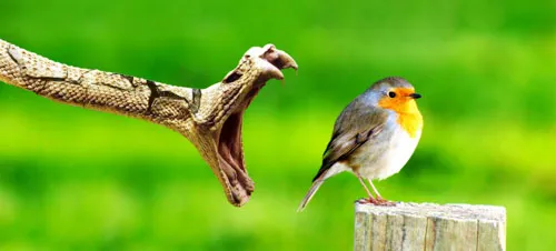 21 миф о вегетарианстве