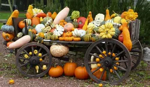 21 миф о вегетарианстве