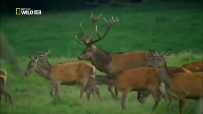 National Geographic: Лесное царство / National Geographic: Kingdom of the Forest (2010) HDTVRip 720р