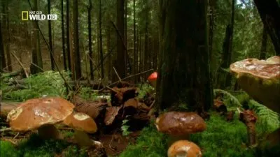National Geographic: Лесное царство / National Geographic: Kingdom of the Forest (2010) HDTVRip 720р