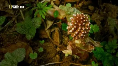 National Geographic: Лесное царство / National Geographic: Kingdom of the Forest (2010) HDTVRip 720р