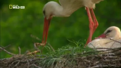 National Geographic: Лесное царство / National Geographic: Kingdom of the Forest (2010) HDTVRip 720р