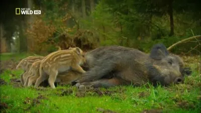 National Geographic: Лесное царство / National Geographic: Kingdom of the Forest (2010) HDTVRip 720р