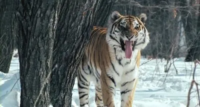 Россия - царство тигров, медведей и вулканов / Russland. Im Reich der Tiger, Baeren und Vulkane (2011) BDRip