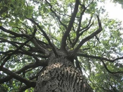 Природа даёт только возможность