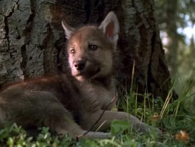 Жизнь с волками / Living with Wolves (2005) DVDRip
