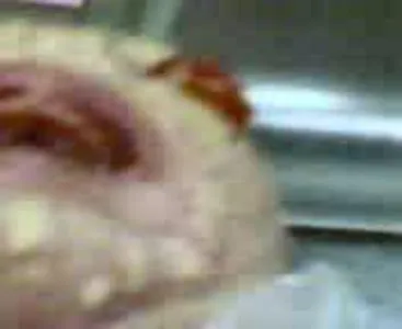 Женщина родила рептилию (Анунака) [Шокирующие видео]