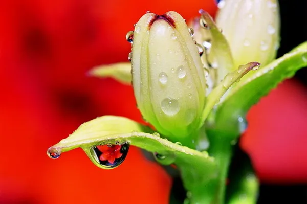 АюрВеда - Наука о Полноценной и Здоровой Жизни