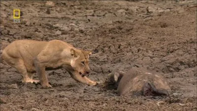 National Geographic: Львы-хулиганы / Lions Behaving Badly (2005) HDTVRip 720p