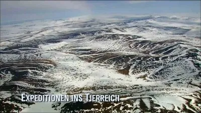 Дикая природа России. Арктика / The wild nature of Russia. Arctic (2010) HDTV