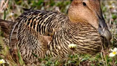 Дикая природа России. Арктика / The wild nature of Russia. Arctic (2010) HDTV