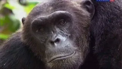 Сила жизни. Озера Африканской рифтовой долины / Life force. Africa's rift valley (2010) SATRip