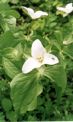 Полоскание мозгов по теме национализма.
