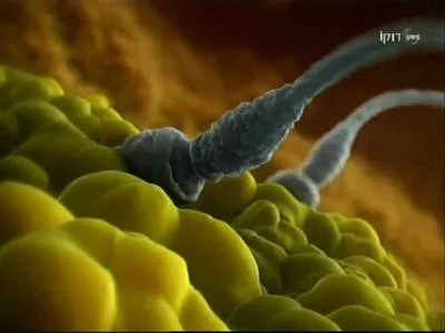 Тайны человеческого тела / Inside the Human Body (2011) SATRip