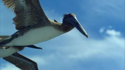 Полет Земли / Earthflight (2011) BDRip 720p