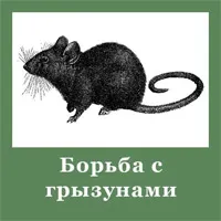 Ювенальные крысы