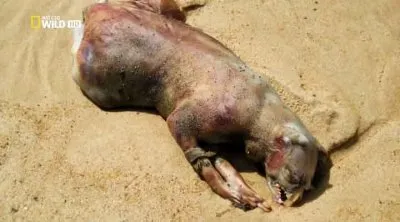 Секретные материалы природы. Монтаукский монстр / Wild Case Files. Montauk Monster (2011) HDTVRip