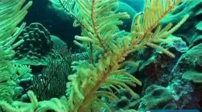 80 островов вокруг света. Рай для дайверов / Il Giro Del Mondo In 80 Isole. A Divers Paradise (2011) SATRip