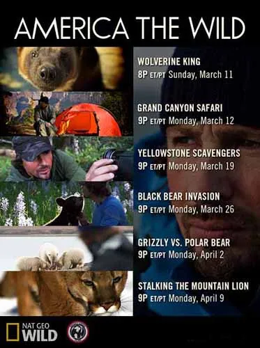 Дикая Америка: По следам пумы / America the Wild: Stalking the Mountain Lion (2012) HDTVRip