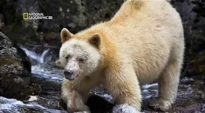 Самые уникальные фото: Медведь-призрак / Most amazing photos: Ghost Bear (2010) HDTVRip