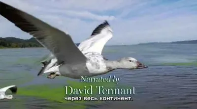 Мир с высоты птичьего полета. Северная Америка / Earthflight. North America (2011) HDRip