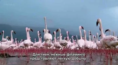 ВВС: Мир с высоты птичьего полета. Африка / Earthflight. Africa (2011) HDRip