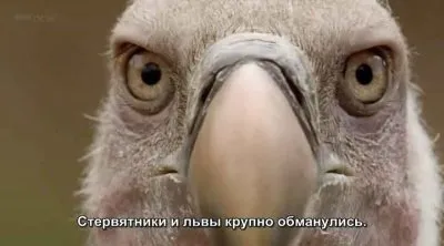 ВВС: Мир с высоты птичьего полета. Африка / Earthflight. Africa (2011) HDRip