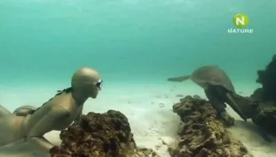 BBC: Подводный мир Галапагосов / ВВС: Dive Galapagos (2008) SATRip