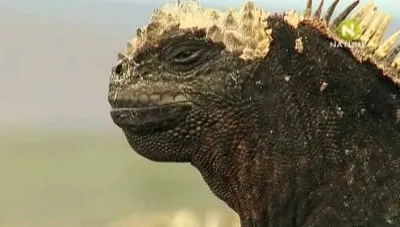 BBC: Подводный мир Галапагосов / ВВС: Dive Galapagos (2008) SATRip