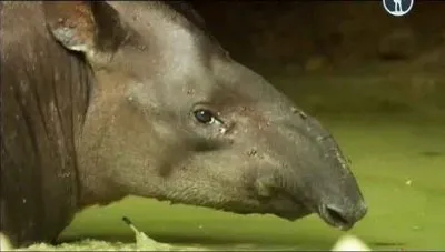 BBC: Мир с высоты птичьего полета. Южная Америка / Earthflight. South America (2011) HDRip