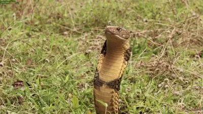 BBC: Живой мир - Смертоносные змеи Индии / BBC: The Natural World - One Million Snake Bites (2011) BDRip 1080p