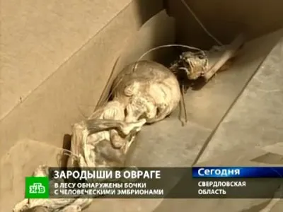 Зародыши в бочках могут быть жертвами экспериментов