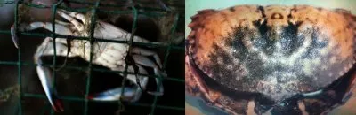 Метастазы Мексиканского залива. Часть 13-1