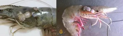 Метастазы Мексиканского залива. Часть 13-1