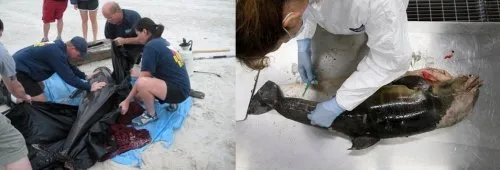 Метастазы Мексиканского залива. Часть 13-1