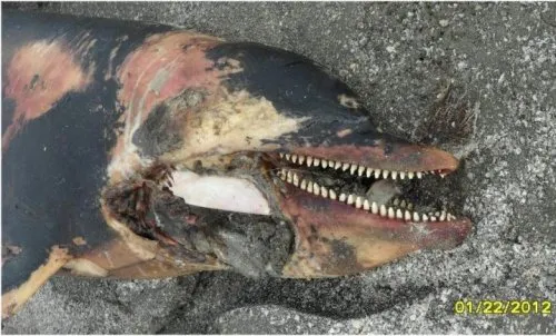 Метастазы Мексиканского залива. Часть 13-1