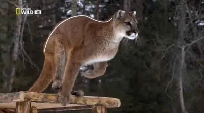 Дикая Америка: По следам пумы / America the Wild: Stalking the Mountain Lion (2012) HDTVRip