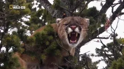 Дикая Америка: По следам пумы / America the Wild: Stalking the Mountain Lion (2012) HDTVRip