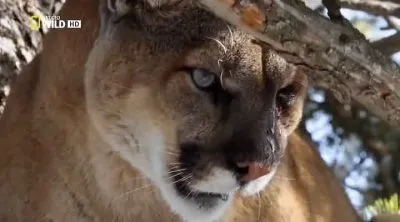 Дикая Америка: По следам пумы / America the Wild: Stalking the Mountain Lion (2012) HDTVRip