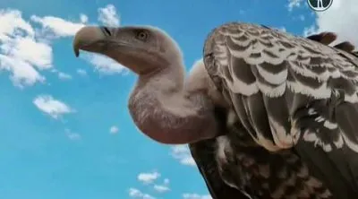 BBC: Мир с высоты птичьего полета. Новые горизонты / Earthflight. Flying High (2011) SATRip
