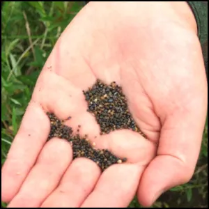 Чёрные пески