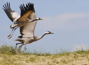 Белорусское село. Закрытая в России тема