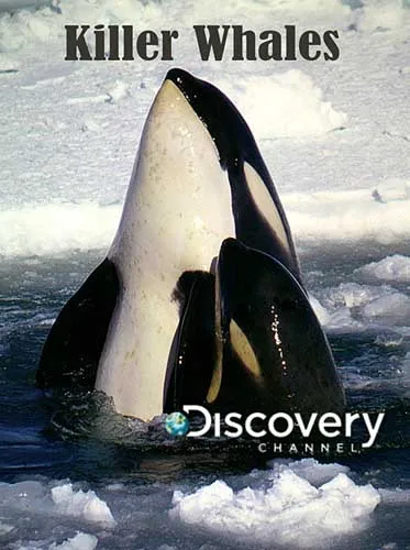 Добыча - человек. Киты-убийцы / Killer Whales (2010) SATRip
